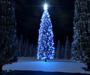 pic for Christmas Tree 1  480x400